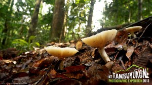 Mount Tambuyukon Expedition  